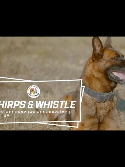 This is the brand I stand for: Chirps & Whistle, a place for complete pet care including our pet shop and professional pet boarding services. The German Shepherd pictured here is enjoying the open fields, just like your pet could.