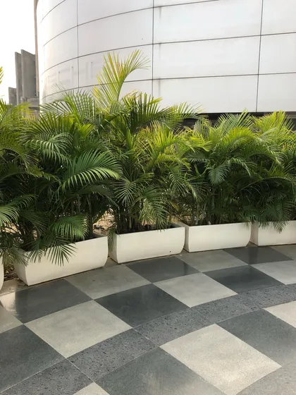 A line of Areca Palms in rectangular planters creating a natural barrier or screen. This is an effective way to define a space or add privacy on a commercial property.