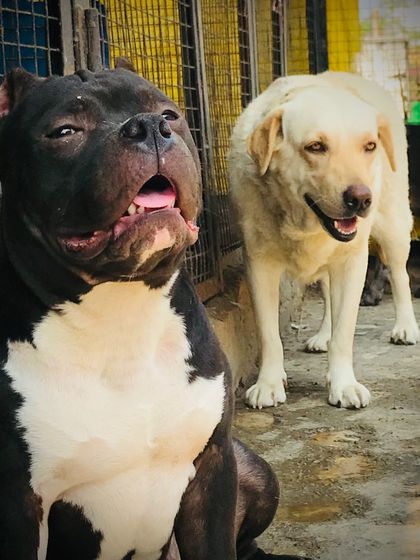 The Goyer Dog Farm crew, Sultan and Jimmy, posing for a photo.