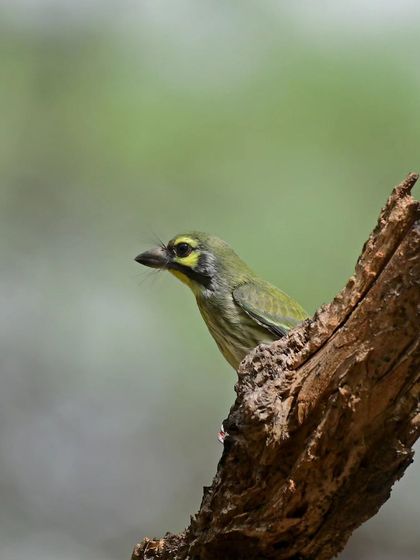 The Coppersmith Barbet, whose loud 'tuk-tuk-tuk' call sounds like a coppersmith at work. It's amazing that such a small bird can produce such a powerful sound.