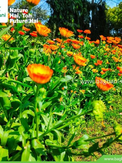 Vibrant Seasonal Blooms photo 19