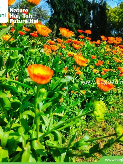 A field of bright orange Calendula flowers basking in the sun, a staple for any Delhi winter garden.