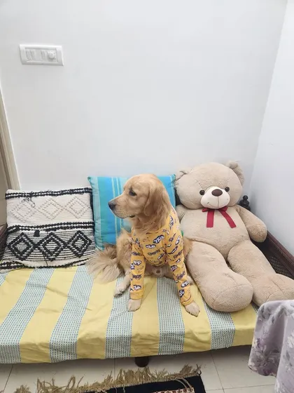 Mufasa looking regal on his cozy bed before his trip to Los Angeles. Part of our pre-relocation boarding service is to ensure pets are well-rested and comfortable in a home-like environment.