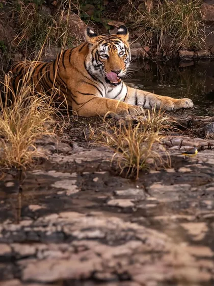 The tigress Ladli T8 relaxing by a water source. Notice the details, like the flick of her tongue. Patience is key; we wait for these small moments that add life to a photograph.