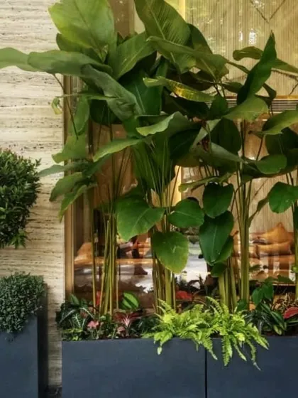 A detailed shot of our layered planting technique. We combine taller plants with shorter, fuller foliage like ferns at the base to create a rich, textured, and complete look in our planters.