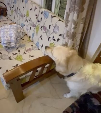 Confident Dogs - Puppy Foundation Program Client Transformations & Testimonials photo 7