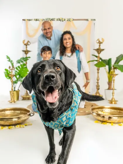 A happy black Labrador rushes towards the camera, with his smiling family in the background of a festive Diwali-themed studio setup.