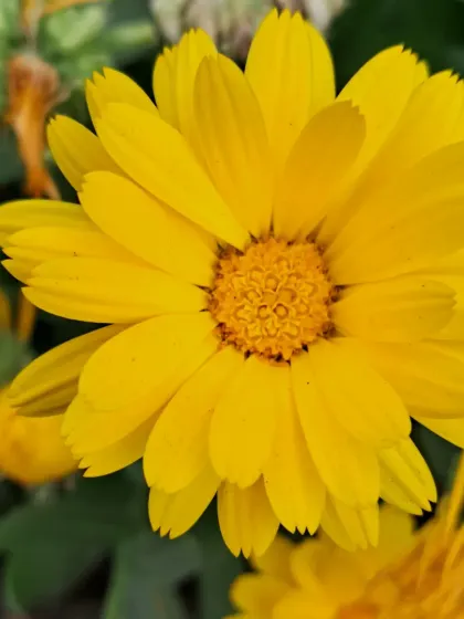 Bhardwaj - Urban Gardening Consultation A Riot of Colorful Flowers photo 138