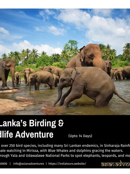 A large herd of Asian Elephants bathes in a river in Sri Lanka. Our 14-day Sri Lanka adventure includes safaris in Yala and Udawalawe National Parks, famous for their elephant gatherings.