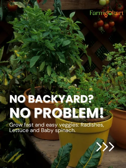 No backyard? No problem at all! You can easily grow fast-growing veggies like radishes, lettuce, and baby spinach in pots on a balcony or even a sunny windowsill. Let me show you how to create your own green corner in any space.