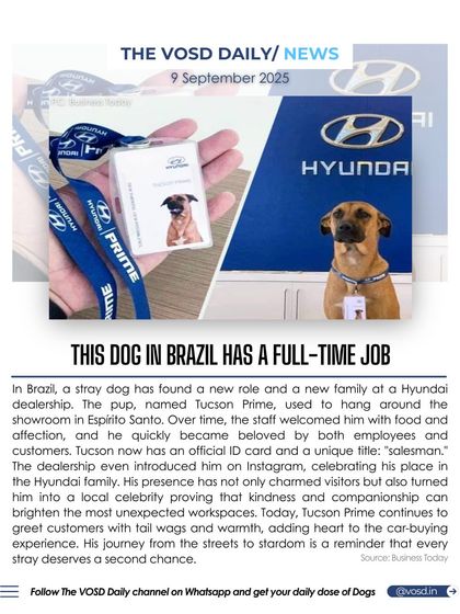 A stray dog in Brazil, now named Tucson Prime, has been given a full-time job at a Hyundai dealership. His journey from the streets to becoming a beloved "salesman" shows that every stray deserves a second chance.