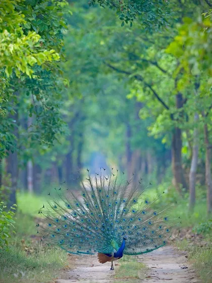 A breathtaking display of nature's artistry. An Indian Peafowl performs its courtship dance down a lush forest corridor, its plumage a vibrant spectacle against the green canopy.