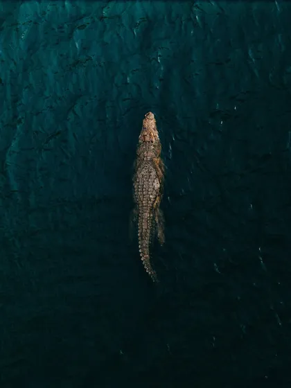 Sometimes you find the most unexpected things when you fly. I spotted this crocodile in the backwaters of Bhopal during the monsoon season. It's a rare and powerful shot that reminds me how much unseen life thrives just beyond our view.