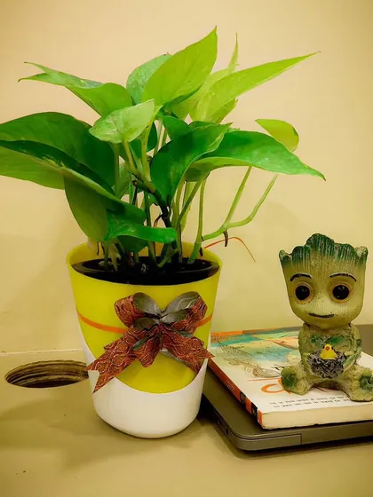 Add some fun to your workspace with a gift that shows personality. Here, a vibrant money plant in a cheerful yellow pot sits beside a popular Groot character figure, creating a lively desk setup that's perfect for corporate gifting or a personal treat.