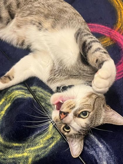 Trooper is a goofball who loves to play, even when he's upside down. Keeping cats entertained is a full-time job!