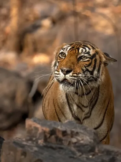 A tiger cub looks on with curiosity from its rocky den. The rugged terrain of Ranthambore provides a dramatic backdrop for photographing these young royals.