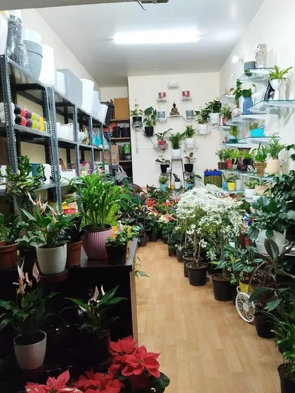 From floor to ceiling, I try to pack as much green as I can into the store. This view shows my collection of flowering plants and foliage, with shelves of ceramic planters in the background.