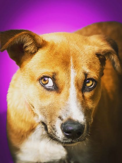 Indies are some of the most expressive dogs, and Simba is no exception. His intelligent, sly gaze is captivating, and the bold purple background makes this portrait truly stand out.