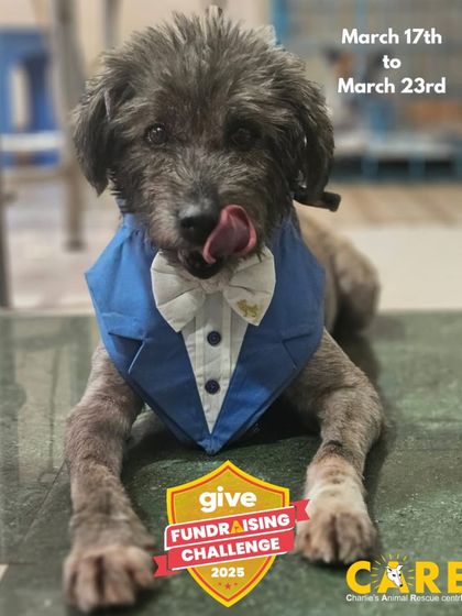 Charlie's Animal Rescue Centre - Community Outreach & Education Support Our Mission: How You Can Help photo 13