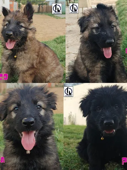 Introducing some of the puppies from our "Constellation" litter (Yugen x Aura). Each one is named and monitored closely to assess temperament and drive for proper placement.