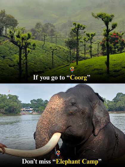 In Coorg, getting up close with gentle giants at the Dubare Elephant Camp is an unforgettable experience that I can arrange for you.