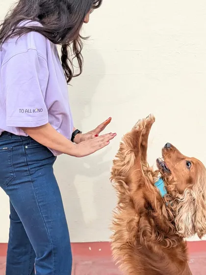 Practicing a "high five" with Drogo. Training should always be fun and engaging, strengthening your bond through positive play.