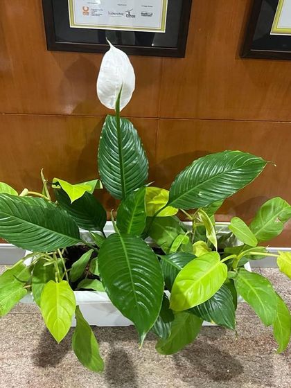 Rakshith Landscaping - Landscape Design & Installation Plant & Tree Supply photo 59