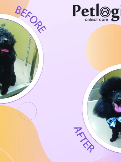 A before and after of a stylish black poodle. We provide breed-specific cuts that make your pet look elegant and feel great.