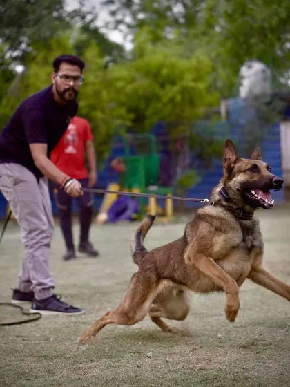 My champion Belgian Malinois, Max, in full stride. This image captures the athleticism, power, and drive that I breed and train for in my working dogs.
