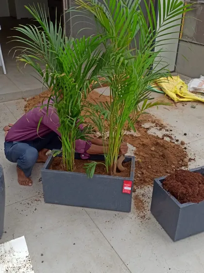 Potting is a crucial step. Here, my team member carefully places two Areca Palms into a large planter, ensuring they are secure and have enough room to thrive.