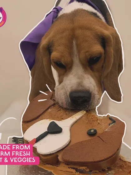This Beagle is enjoying a cake designed to look just like him! I love creating these custom portrait cakes, which are made from farm-fresh meat and veggies.