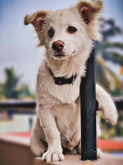 A very handsome, professional-looking photo of Guddu posing on a balcony railing.