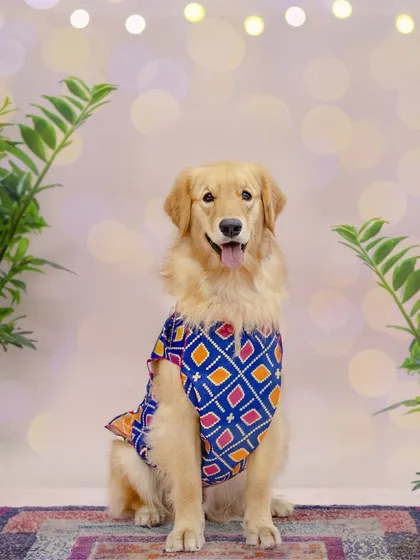 Celebrating Navratri with this gorgeous Golden Retriever dressed in a traditional blue kurta. I offer themed photoshoots for various Indian festivals like Diwali and Navratri, ensuring your pet is part of every family celebration.