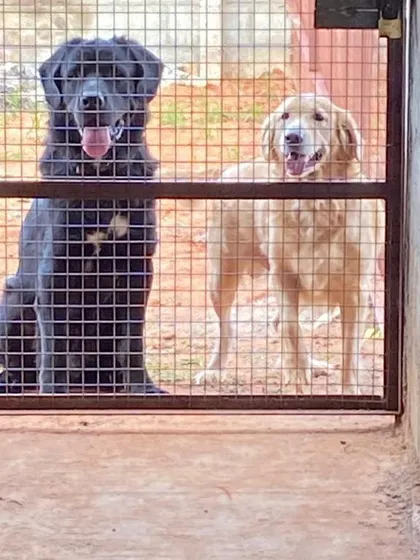 Two happy friends, a Newfoundland and a Golden Retriever, waiting patiently by the gate. We allow dogs from the same family to board together if requested.