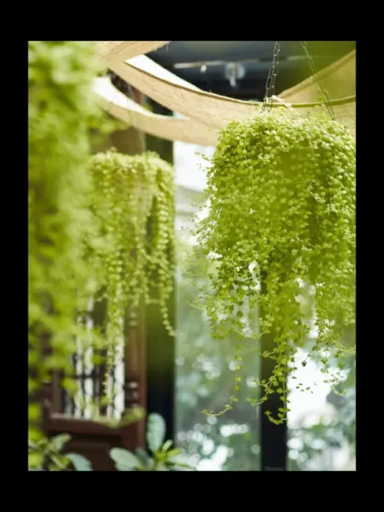 Office of Cognitive Design - Commercial & Hospitality Design Champaca Bookstore, Bengaluru: A Sanctuary for Readers photo 5