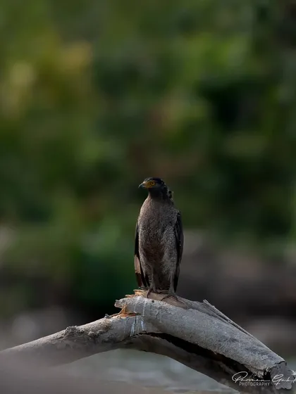 A Crested Serpent Eagle perched on a dead log, its distinctive crest visible.
