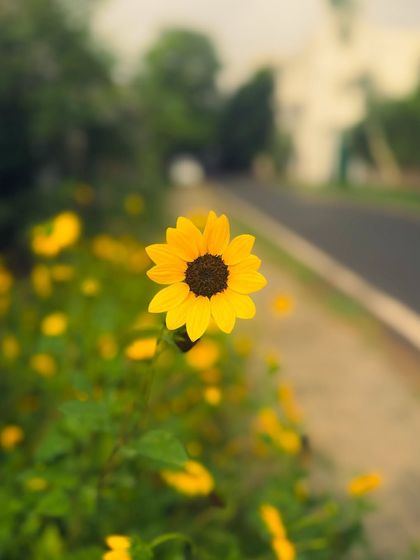 Garima Bhaskar - Photography Services Shot on iPhone photo 10