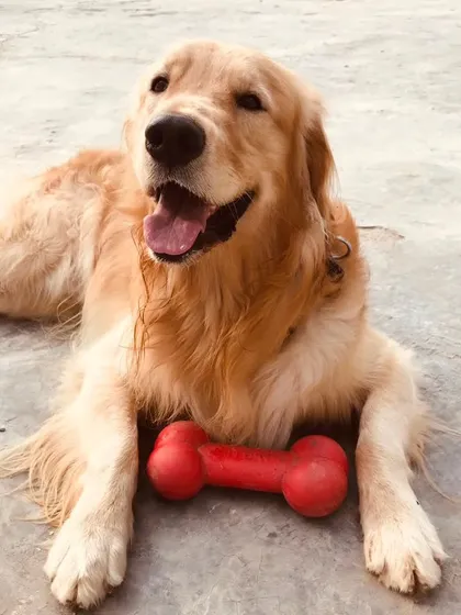 Smile, because you can and you should. This happy Golden Retriever is living by that motto with his favorite red bone toy.