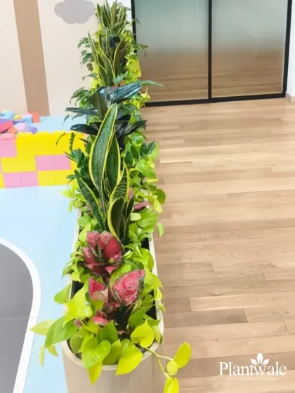 A vibrant mix of plants, including snake plants and aglaonema, in a long planter at a children's play area or school. The colorful foliage adds a playful and healthy element to the environment.
