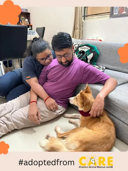 This is the moment it's all for. Foxie, once a shy dog at our shelter, is now showered with love by her new family, Ankit and Devika. Seeing our rescued Indies become cherished family members is the greatest reward for our work.