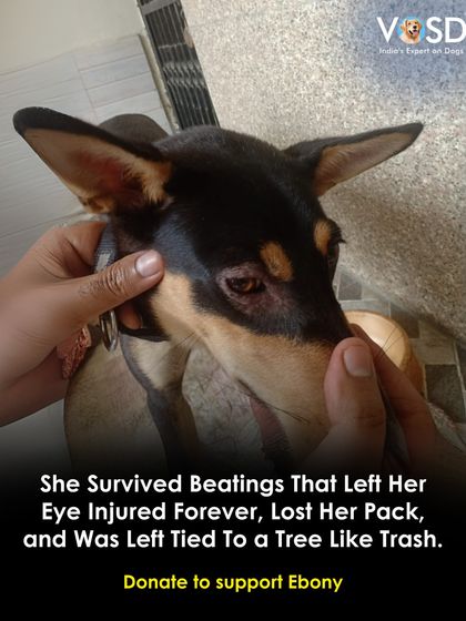 Ebony survived beatings that left her eye permanently injured. After losing her pack, she was tied to a tree and abandoned. We are now her pack, and she will never be left behind again.