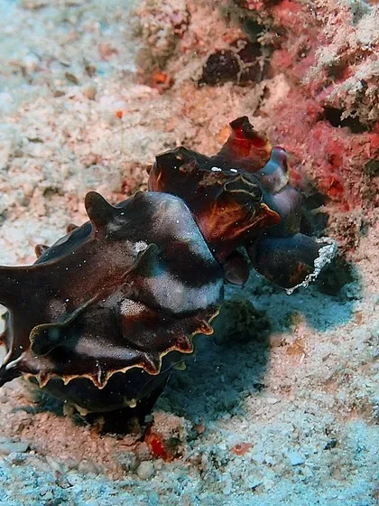 A Flabellina cuttlefish, showcasing its vibrant colors. The variety of marine life here is endless.