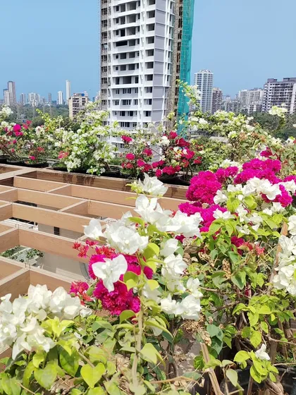 A close-up of the vibrant pink and white Bougainvillea flowers that bring so much life to this terrace garden. These are hardy plants that thrive in Mumbai's climate.