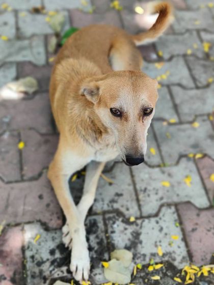 After a satisfying meal, it's time for a nap. This dog is resting with his legs crossed, content and with a full belly, thanks to our feeding drive.