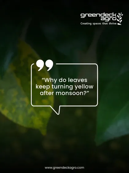 Yellowing leaves after monsoon are often a sign of overwatering or fungal issues. Our seasonal upkeep services are designed to tackle these specific challenges.