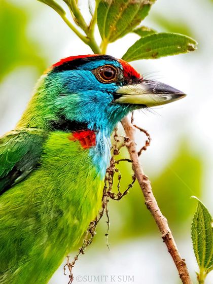 A close-up portrait of a Blue-throated Barbet. These birds help maintain forest health by dispersing seeds from the fruits they eat.