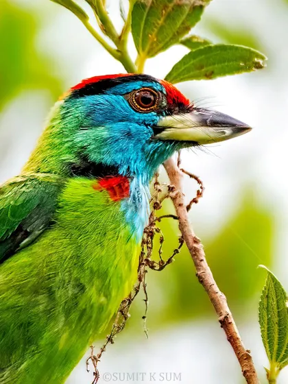 A close-up portrait of a Blue-throated Barbet. These birds help maintain forest health by dispersing seeds from the fruits they eat.