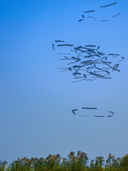 'Swirls and chaos'. This ornithograph captures the dramatic moment a group of kites mobbed an eagle over Najafgarh.