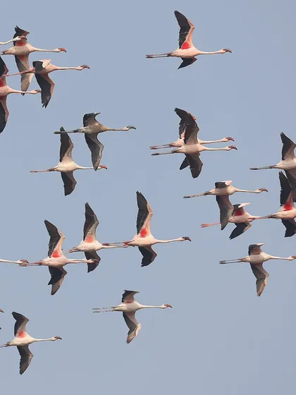 A sky filled with thousands of migrating Lesser and Greater Flamingos is a truly breathtaking spectacle. I captured this flock during their annual wintering period in Mumbai, India. The sheer scale and harmony of their flight is a powerful display of the natural world.