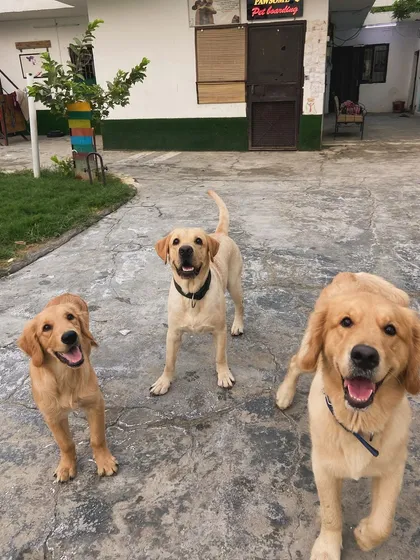 A trio of friends, two Goldens and a Lab, all happy and smiling.